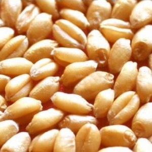 养殖求购：玉米、高粱、小麦、大豆
