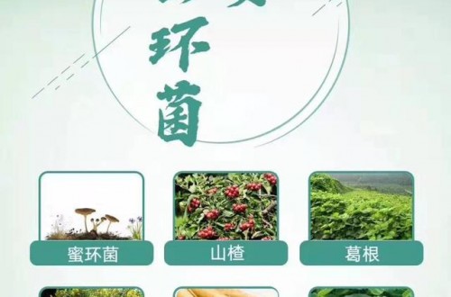 郁安蜜环菌，多重权威的除眩晕配方!