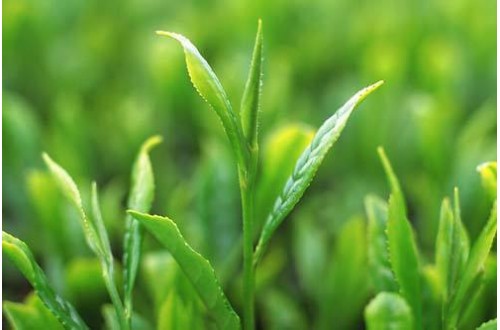 世界顶级名茶品牌有哪些，世界十大茶叶品牌排名