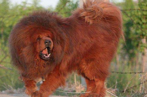 知名宠物狗有哪些 世界十大名犬排名