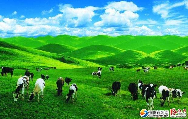 南山乳业：攻克难关 不断提高牛奶质量