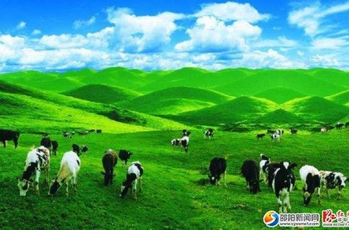 南山乳业：攻克难关 不断提高牛奶质量