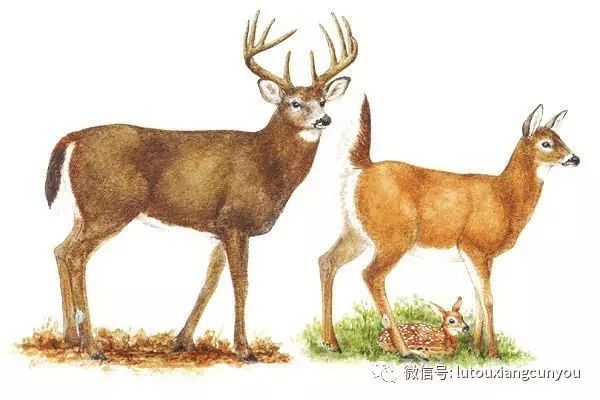 雷火电竞官网首页登录品牌手机有哪些