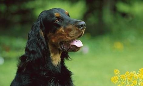 戈登雪达犬为何经常“搞破坏”？戈登雪达犬为何经常“搞破坏”？