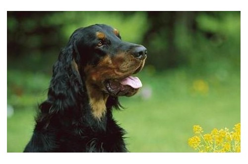 戈登雪达犬为何经常“搞破坏”？